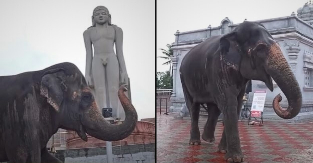 Mahaduri Elephant Kolhapur